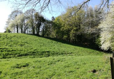 Trail Walking Profondeville - Lustin, Naninne, Sart-Bernard, Lustin - Photo