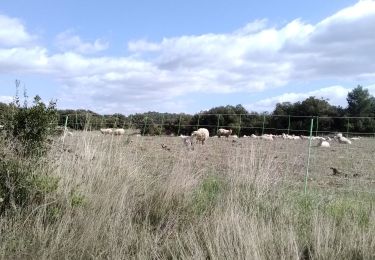 Tocht Stappen La Caunette - La Caunette - 17 - Photo