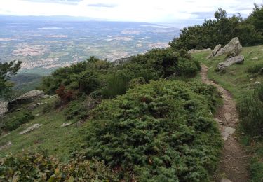 Tour Wandern Laroque-des-Albères - neulos puits à neige - Photo