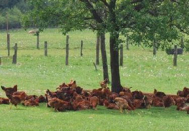 Randonnée A pied Neufchâteau - Petitvoir - Boucle immersive agricole et touristique - Balade en circuit court - Photo