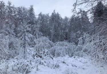 Tocht Stappen Pepinster - Banneux - Photo