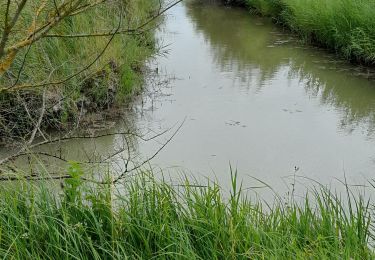 Randonnée Marche Châtelaillon-Plage - Angoute - Photo