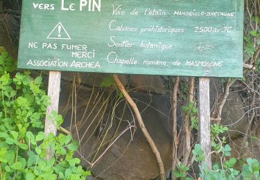 Randonnée Marche La Capelle-et-Masmolène - Rando La Capelle et Masmoléne PR36 Le pin - Photo