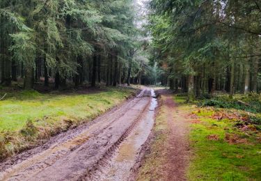 Trail Walking Lierneux - Promenade vers la fagne de la Crépale  - Photo