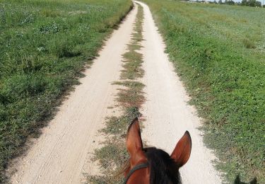 Trail Horseback riding Loisy - simandre - Photo