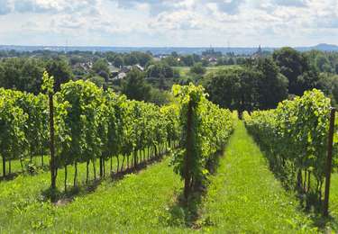 Randonnée Marche Oupeye - Oupeye FFBMP LIEGE - Photo