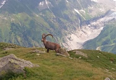 Trail Walking Vallorcine - MASSIF DES AIGUILLES ROUGES: LE LAC BLANC DEPUIS LE COL DES MONTETS - Photo