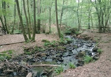 Tocht Stappen Seraing - Bois de la Vecquée - Photo