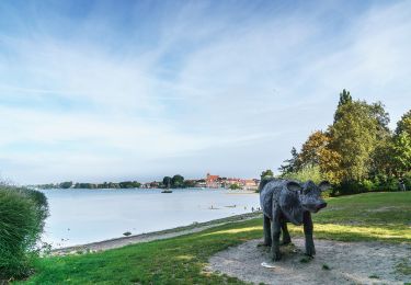 Tour Zu Fuß Waren (Müritz) - gelber Schmetterling - Photo