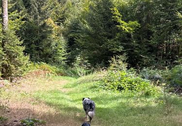 Tocht Stappen Neufchâteau - Hosseuse début GR 151 puis boucle retour  - Photo