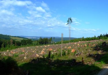 Tour Zu Fuß Bad Hersfeld - Stellerskuppenweg - Photo