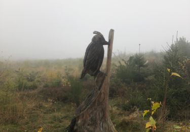 Randonnée Marche Rendeux - Bois de Tave 8 onbewegwijzerd - Photo