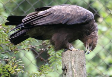 Randonnée A pied Neuschönau - Rehbock - Photo