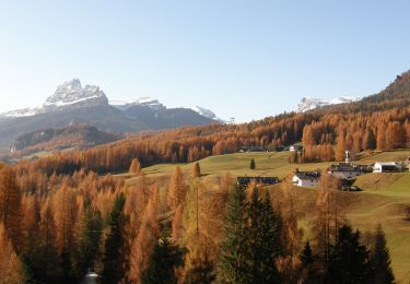 Percorso A piedi Cortina d'Ampezzo - Sentiero C.A.I. 202 - Photo