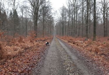 Tocht Stappen Baelen - bethame 11 km - Photo