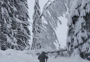Trail Snowshoes La Pesse - Ambossieux /La Pesse par tire fesse  - Photo