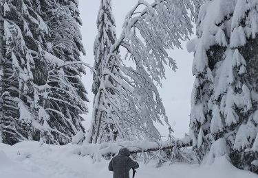 Tour Schneeschuhwandern La Pesse - Ambossieux /La Pesse par tire fesse  - Photo