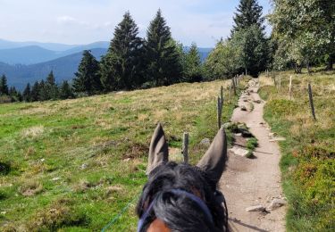 Trail Horseback riding Soultzeren - WE Soultzeren route J2 - Photo