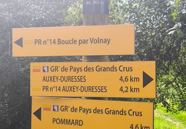 Trail Walking Saint-Romain - Saint-Romain Auxey Volnay - Photo