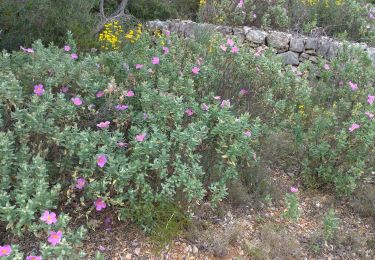 Randonnée Marche La Valette-du-Var - le Coudon par les crêtes  - Photo