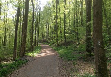 Randonnée A pied Inconnu - Schauenburg, S13 - Photo