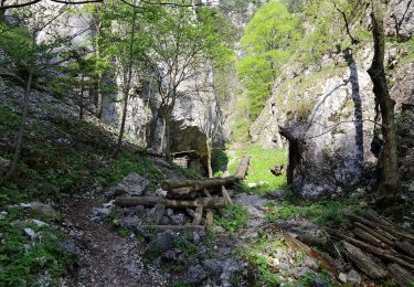 Trail On foot Gemeinde Bürg-Vöstenhof - Lackabodengraben - Friedrich Hallerhaus - Ternitzer Haus - Photo