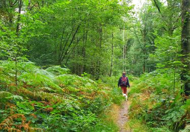 Trail Walking Viroinval - Balade à Regniessart - Viroinval - Photo