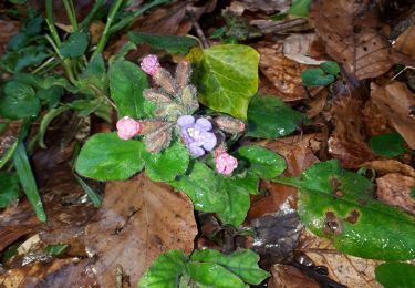 Trail On foot Virton - La Charmouthienne_boucle_Grandcourt_16km_2020-03-08 - Photo