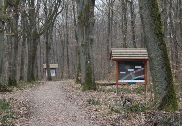 Trail On foot Geisenheim - Rundwanderweg Eber - Photo