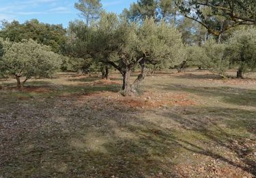 Excursión Senderismo Flassans-sur-Issole - Flassans en forêt  - Photo