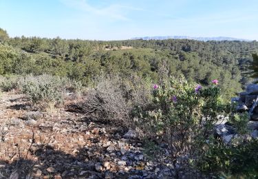 Randonnée Marche Belcodène - Belcodene-La Bouillaidisse- La Grotte du Tonneau - Photo