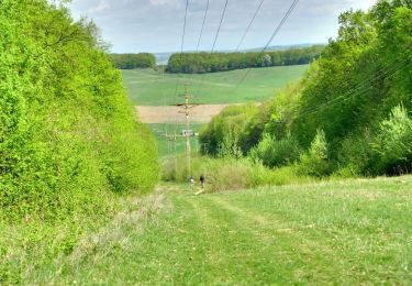 Randonnée A pied Sângeorgiu de Mureș - Dealul Nou - Vf. Terebici - drumul spre Poienița - Photo