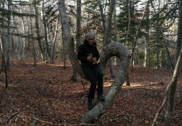 Tour Wandern Le Sauze-du-Lac - balcons du lac 171121 - Photo