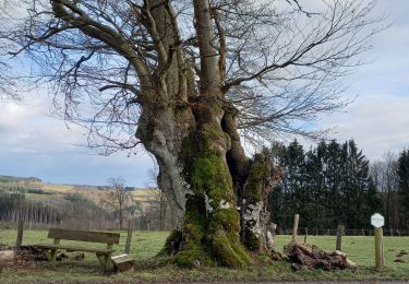 Randonnée Marche Houffalize - bonnerue - Photo