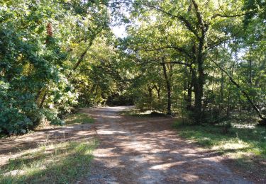 Trail Walking Gradignan - Mandavit court - Photo