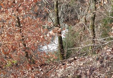 Tour Wandern Weismes - Run Signal de Botrange  - Photo