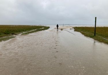 Randonnée Marche Le Crotoy - Petit tour en baie de Somme - Photo