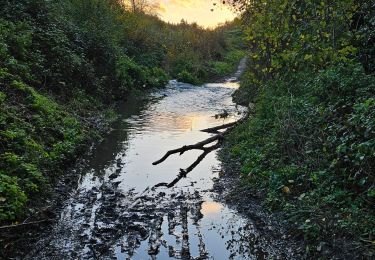 Tocht Stappen Villers-la-Ville - Rando Chevilepont du 5 nov 2023 - Photo