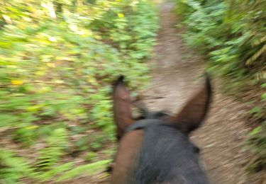 Trail Horseback riding Grâce-Hollogne - aviateur  - Photo