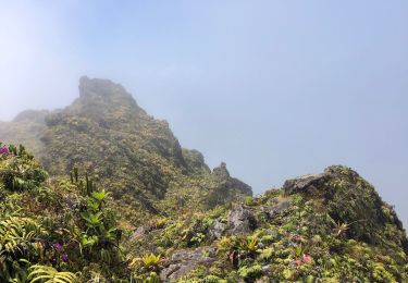 Tour Wandern Le Prêcheur - Le prêcheur mont pelé  - Photo