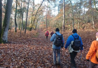 Trail Walking Fontainebleau - 8 routes 9 décembre 2022  - Photo