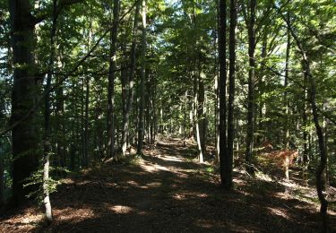 Trail On foot Zatwarnica - Ścieżka dydaktyczna 
