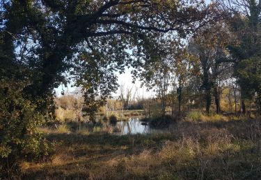 Randonnée Marche Saint-Georges-d'Oléron - sauzelle - Photo