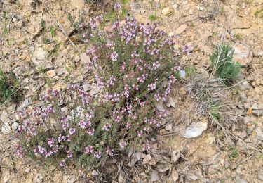 Trail Walking Le Cannet-des-Maures - lac des escarcets - Photo