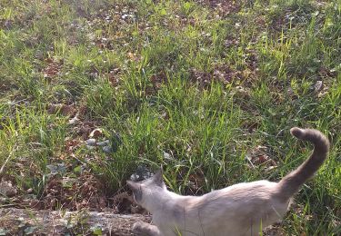 Randonnée Marche Livron - confinement chat promené - Photo