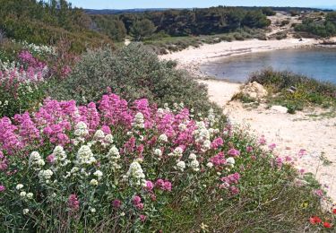 Trail Walking Martigues - Sausset la Couronne - Photo