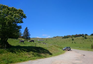 Trail Walking Luttenbach-près-Munster - Autour du Petit Ballon et ses fermes auberges - Photo