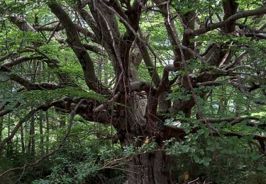 Percorso Marcia Allons - Rando de l'arbre remarquable  - Photo