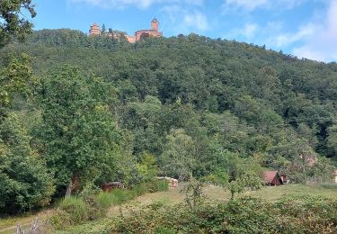 Trail Walking Saint-Hippolyte - Autour du Haut Koenigsbourg  - Photo