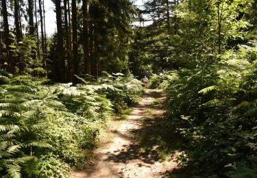 Trail Walking Kelmis - 20200730 - Les 3 Bornes 7.3 Km - Photo